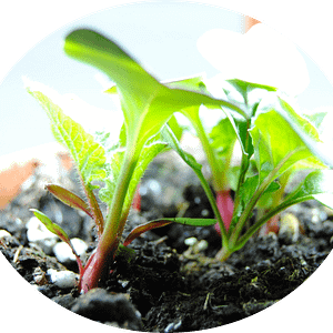 DIY Seed Paper